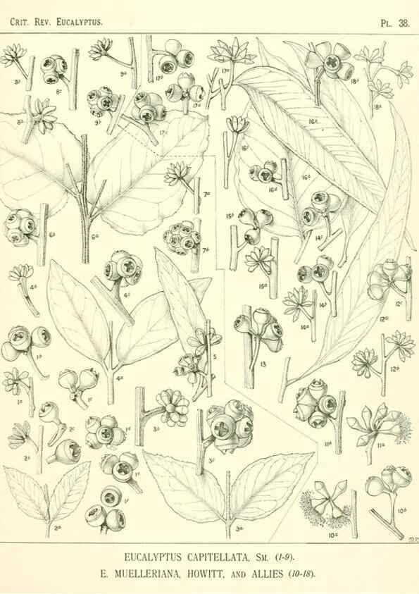 Reproducción/Reproduction 7189634399: A critical revision of the genus Eucalyptus,. Sydney,W. A. Gullick, government printer,1903-1933.