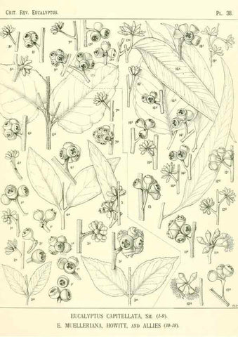 Reproducción/Reproduction 7189634399: A critical revision of the genus Eucalyptus,. Sydney,W. A. Gullick, government printer,1903-1933.