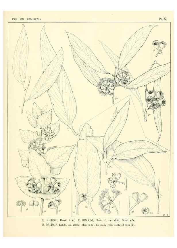 Reproducción/Reproduction 7374867848: A critical revision of the genus Eucalyptus,. Sydney,W. A. Gullick, government printer,1903-1933.