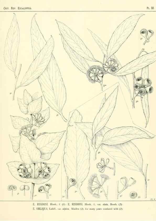 Reproducción/Reproduction 7374867848: A critical revision of the genus Eucalyptus,. Sydney,W. A. Gullick, government printer,1903-1933.