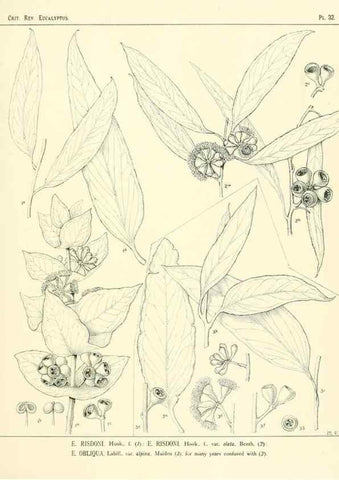 Reproducción/Reproduction 7374867848: A critical revision of the genus Eucalyptus,. Sydney,W. A. Gullick, government printer,1903-1933.