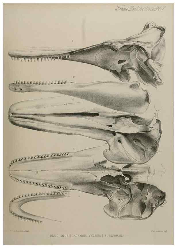 Reproducción/Reproduction 7408450578: Transactions of the Zoological Society of London.. [London] :Published for the Zoological Society of London by Academic Press