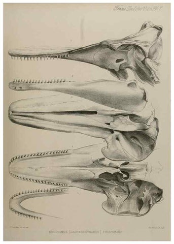Reproducción/Reproduction 7408450578: Transactions of the Zoological Society of London.. [London] :Published for the Zoological Society of London by Academic Press