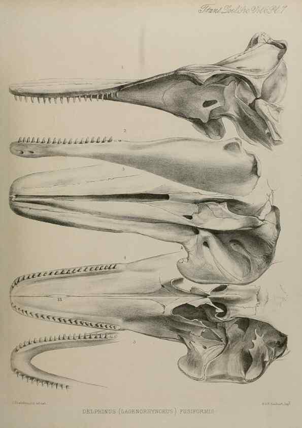 Reproducción/Reproduction 7408450578: Transactions of the Zoological Society of London.. [London] :Published for the Zoological Society of London by Academic Press