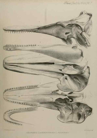 Reproducción/Reproduction 7408450578: Transactions of the Zoological Society of London.. [London] :Published for the Zoological Society of London by Academic Press