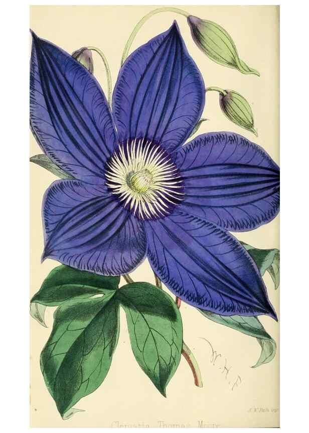 Reproducción/Reproduction 7375148226: The florist and pomologist.. London :""Journal of Horticulture"" Office,1863-1879.
