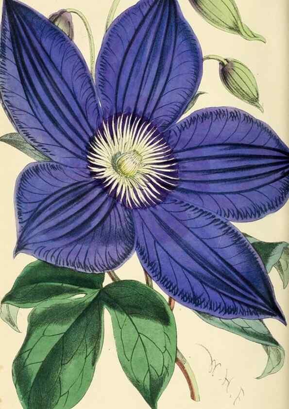 Reproducción/Reproduction 7375148226: The florist and pomologist.. London :""Journal of Horticulture"" Office,1863-1879.