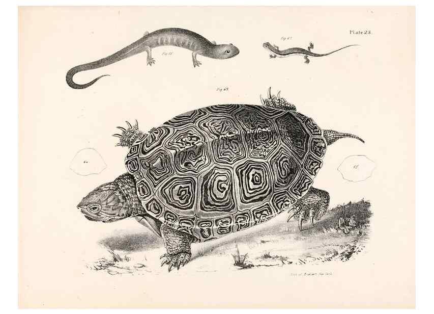Reproducción/Reproduction 7375407752: Zoology of New York;. Albany :W. & A. White & J. Visscher :1842-44.