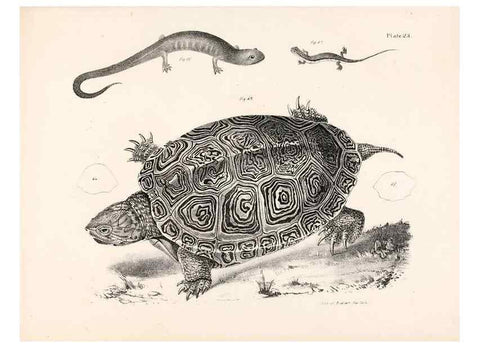 Reproducción/Reproduction 7375407752: Zoology of New York;. Albany :W. & A. White & J. Visscher :1842-44.