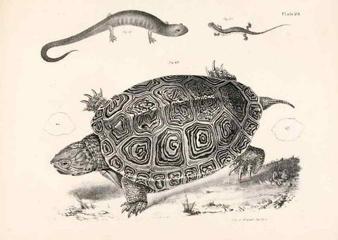 Reproducción/Reproduction 7375407752: Zoology of New York;. Albany :W. & A. White & J. Visscher :1842-44.