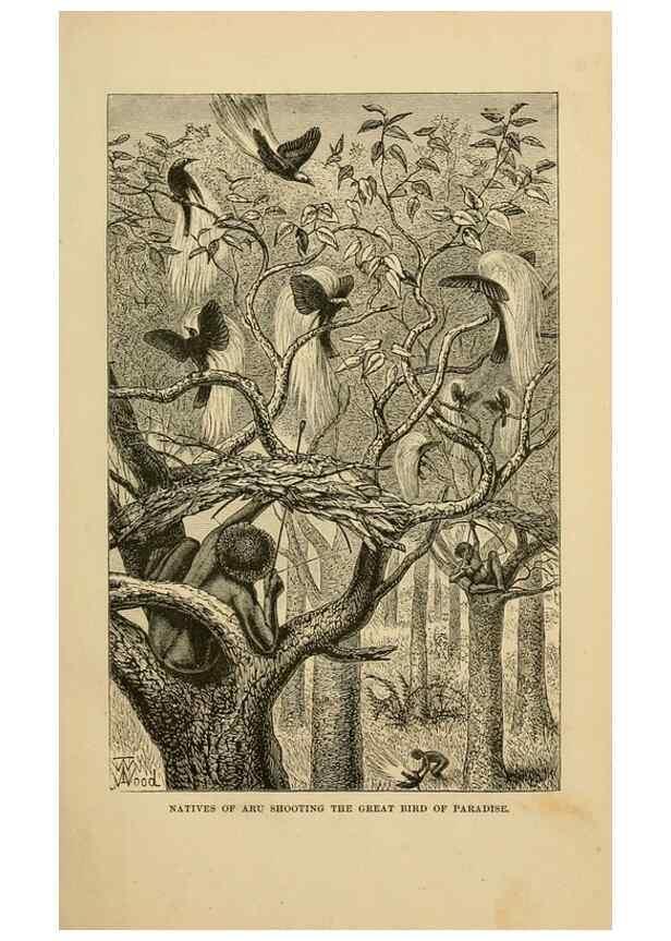 Reproducción/Reproduction 7402221140: The Malay Archipelago:. New York,Harper & Brothers,1869.