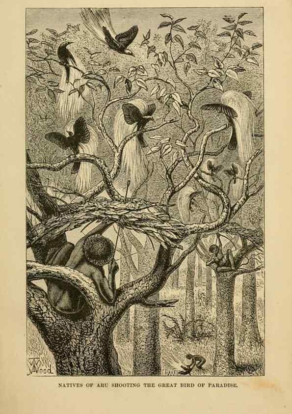 Reproducción/Reproduction 7402221140: The Malay Archipelago:. New York,Harper & Brothers,1869.