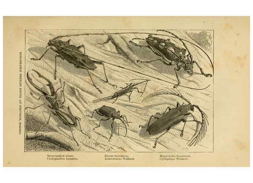 Reproducción/Reproduction 7402224912: The Malay Archipelago:. New York,Harper & Brothers,1869.