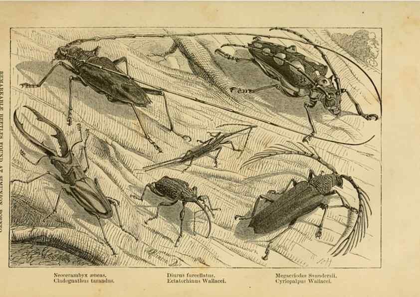 Reproducción/Reproduction 7402224912: The Malay Archipelago:. New York,Harper & Brothers,1869.