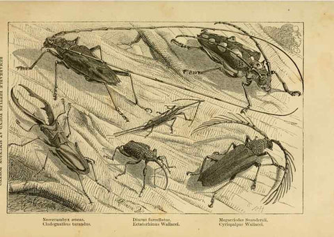 Reproducción/Reproduction 7402224912: The Malay Archipelago:. New York,Harper & Brothers,1869.