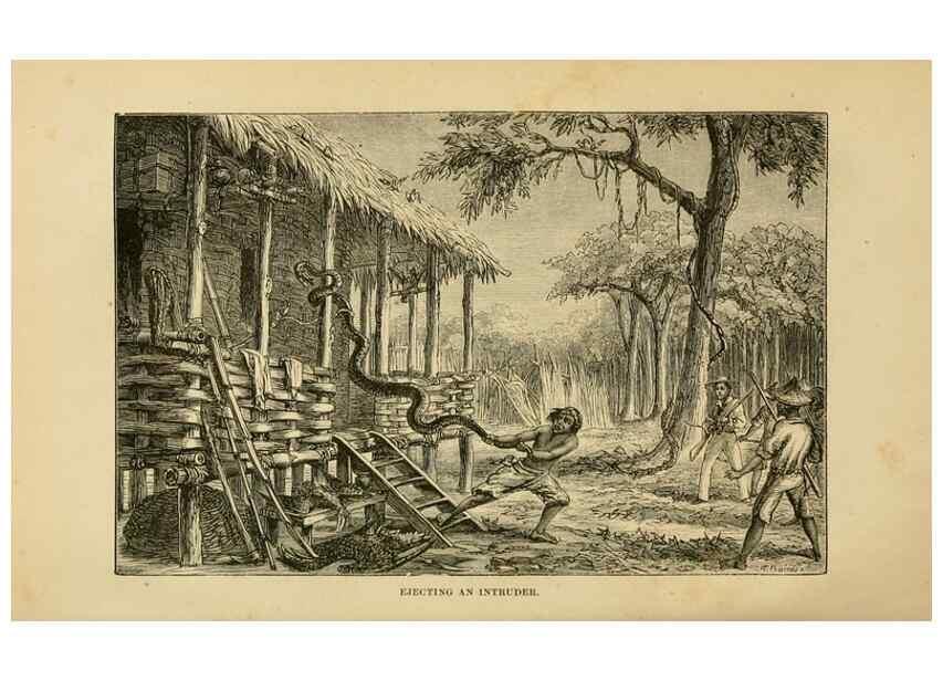 Reproducción/Reproduction 7402226930: The Malay Archipelago:. New York,Harper & Brothers,1869.