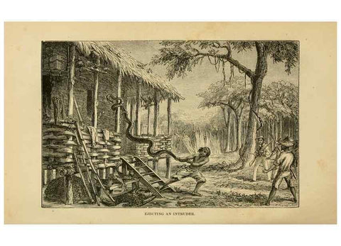 Reproducción/Reproduction 7402226930: The Malay Archipelago:. New York,Harper & Brothers,1869.