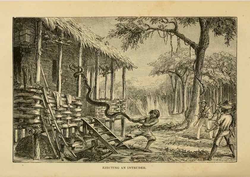 Reproducción/Reproduction 7402226930: The Malay Archipelago:. New York,Harper & Brothers,1869.