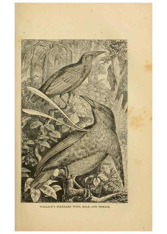 Reproducción/Reproduction 7402228922: The Malay Archipelago:. New York,Harper & Brothers,1869.