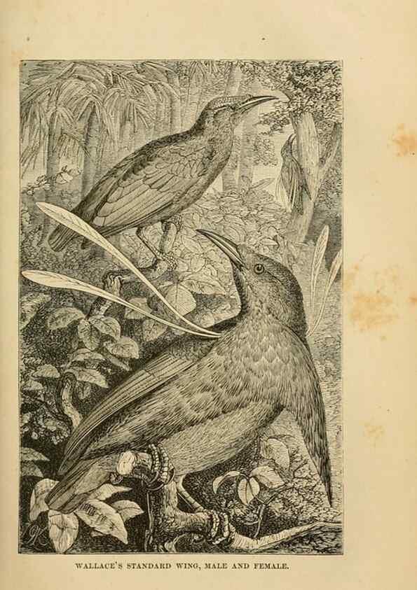 Reproducción/Reproduction 7402228922: The Malay Archipelago:. New York,Harper & Brothers,1869.