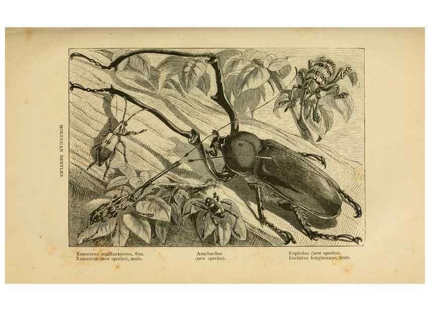 Reproducción/Reproduction 7402231148: The Malay Archipelago:. New York,Harper & Brothers,1869.