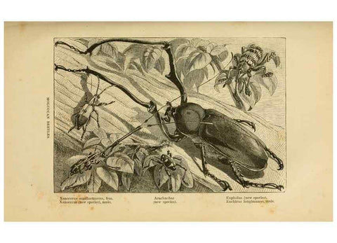 Reproducción/Reproduction 7402231148: The Malay Archipelago:. New York,Harper & Brothers,1869.