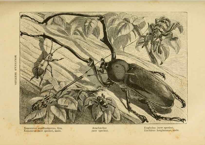 Reproducción/Reproduction 7402231148: The Malay Archipelago:. New York,Harper & Brothers,1869.