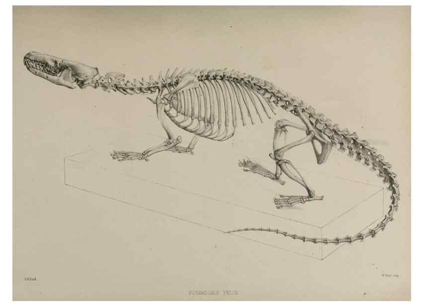 Reproducción/Reproduction 7408442656: Transactions of the Zoological Society of London.. [London] :Published for the Zoological Society of London by Academic Press