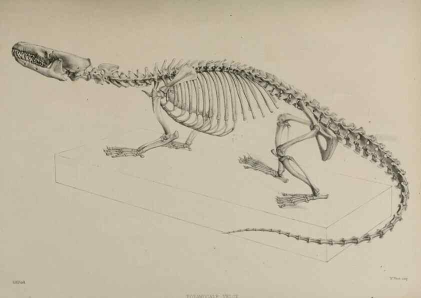 Reproducción/Reproduction 7408442656: Transactions of the Zoological Society of London.. [London] :Published for the Zoological Society of London by Academic Press
