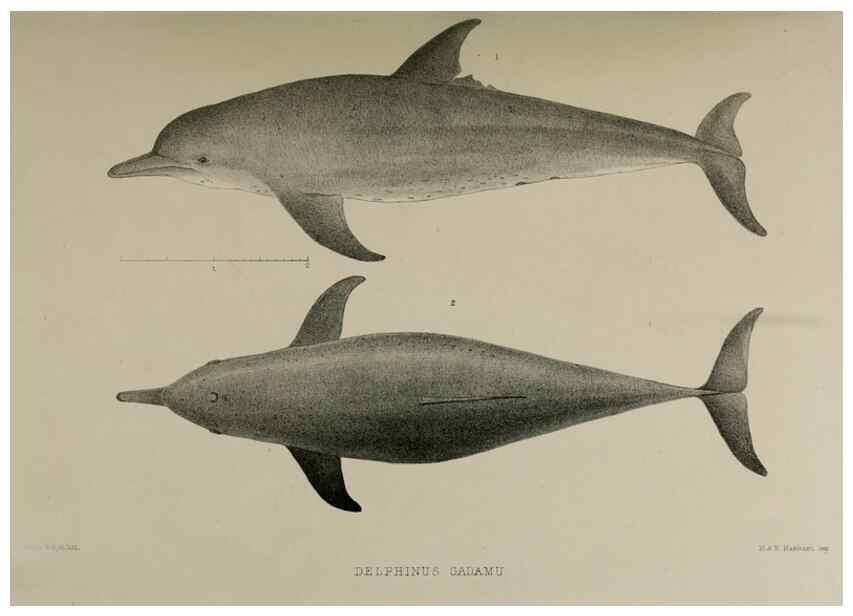 Reproducción/Reproduction 7408444140: Transactions of the Zoological Society of London.. [London] :Published for the Zoological Society of London by Academic Press