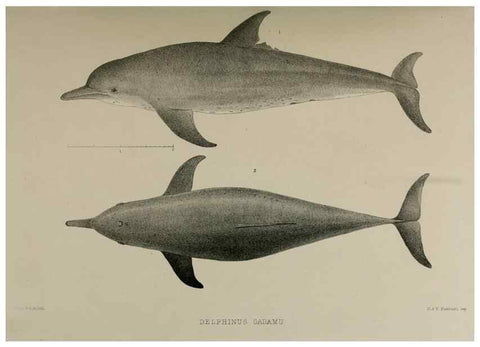 Reproducción/Reproduction 7408444140: Transactions of the Zoological Society of London.. [London] :Published for the Zoological Society of London by Academic Press