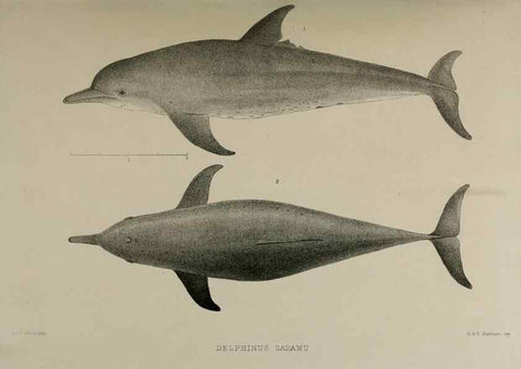 Reproducción/Reproduction 7408444140: Transactions of the Zoological Society of London.. [London] :Published for the Zoological Society of London by Academic Press