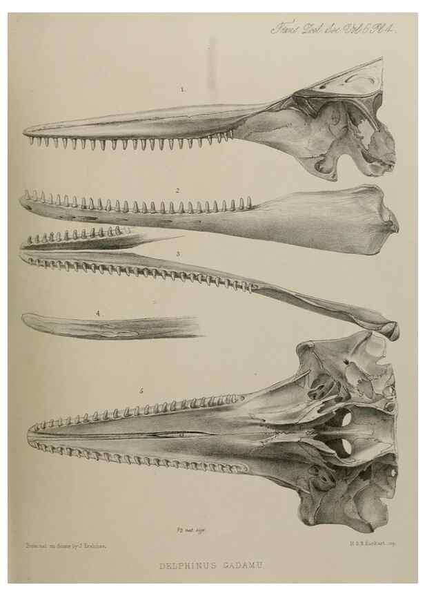 Reproducción/Reproduction 7408445754: Transactions of the Zoological Society of London.. [London] :Published for the Zoological Society of London by Academic Press