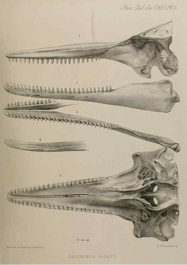 Reproducción/Reproduction 7408445754: Transactions of the Zoological Society of London.. [London] :Published for the Zoological Society of London by Academic Press