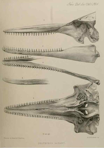 Reproducción/Reproduction 7408445754: Transactions of the Zoological Society of London.. [London] :Published for the Zoological Society of London by Academic Press