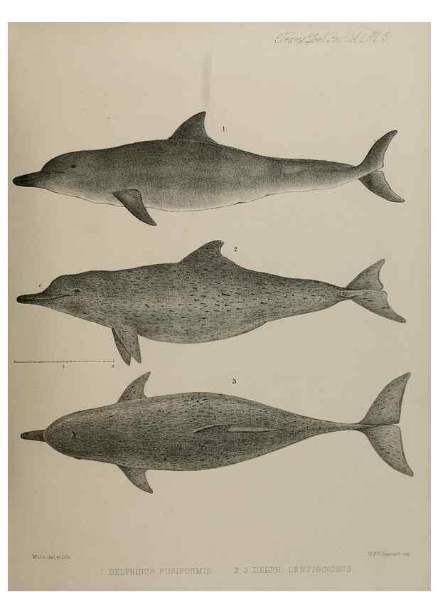Reproducción/Reproduction 7408447310: Transactions of the Zoological Society of London.. [London] :Published for the Zoological Society of London by Academic Press