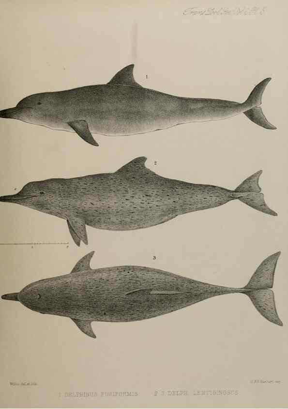 Reproducción/Reproduction 7408447310: Transactions of the Zoological Society of London.. [London] :Published for the Zoological Society of London by Academic Press