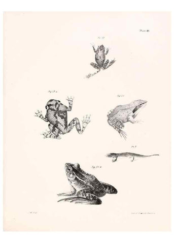 Reproducción/Reproduction 7375405730: Zoology of New York;. Albany :W. & A. White & J. Visscher :1842-44.