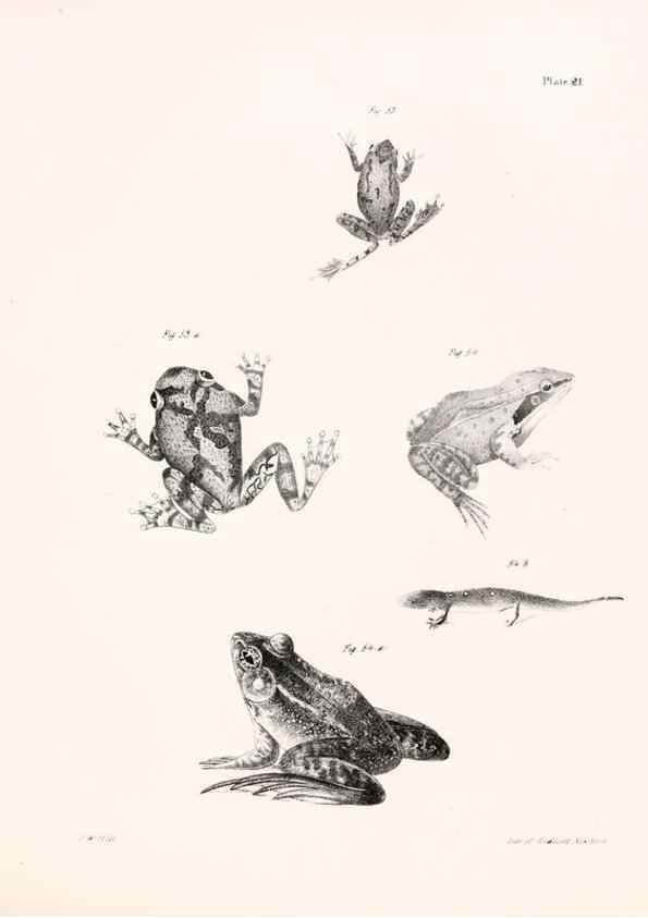Reproducción/Reproduction 7375405730: Zoology of New York;. Albany :W. & A. White & J. Visscher :1842-44.