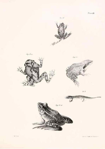 Reproducción/Reproduction 7375405730: Zoology of New York;. Albany :W. & A. White & J. Visscher :1842-44.