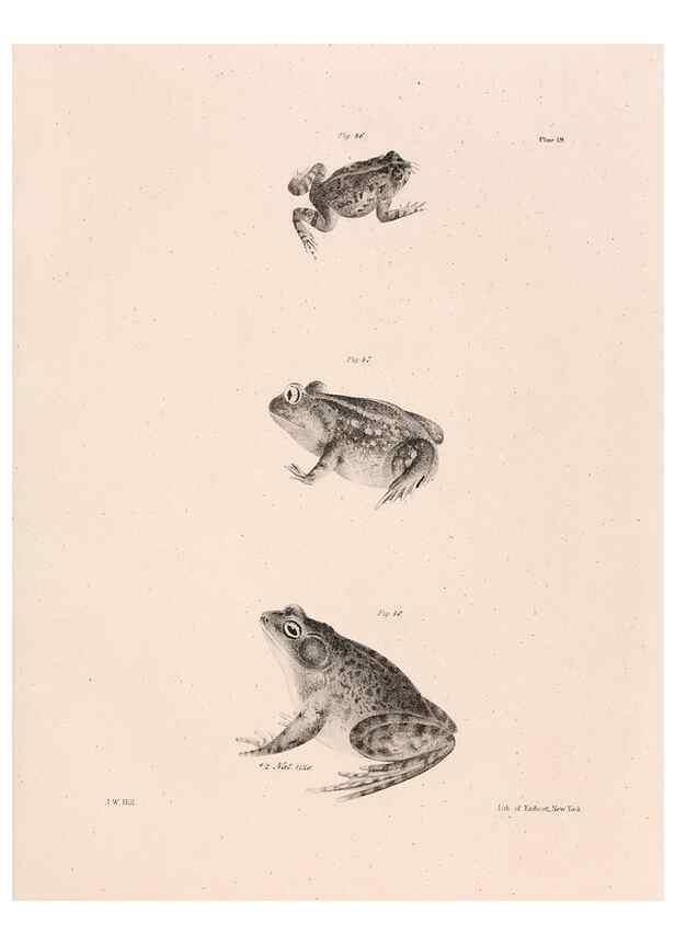 Reproducción/Reproduction 7375404288: Zoology of New York;. Albany :W. & A. White & J. Visscher :1842-44.