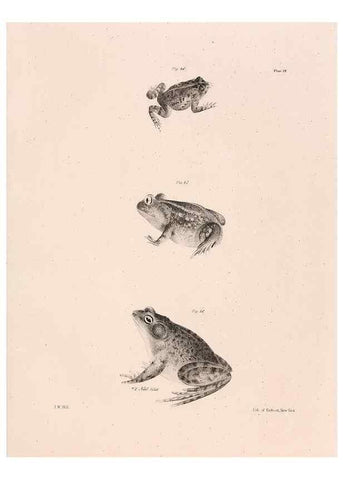 Reproducción/Reproduction 7375404288: Zoology of New York;. Albany :W. & A. White & J. Visscher :1842-44.