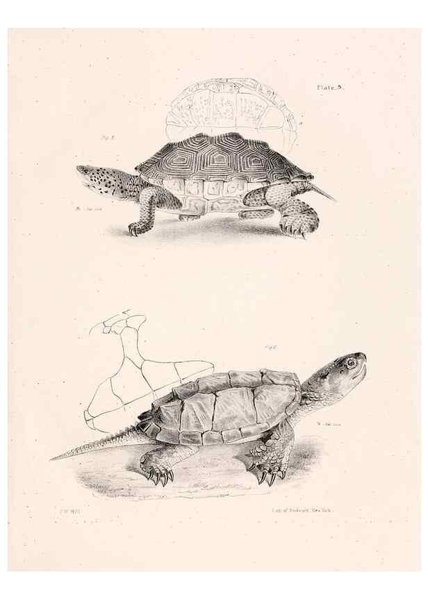 Reproducción/Reproduction 7190148395: Zoology of New York;. Albany :W. & A. White & J. Visscher :1842-44.