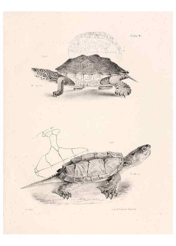Reproducción/Reproduction 7190148395: Zoology of New York;. Albany :W. & A. White & J. Visscher :1842-44.
