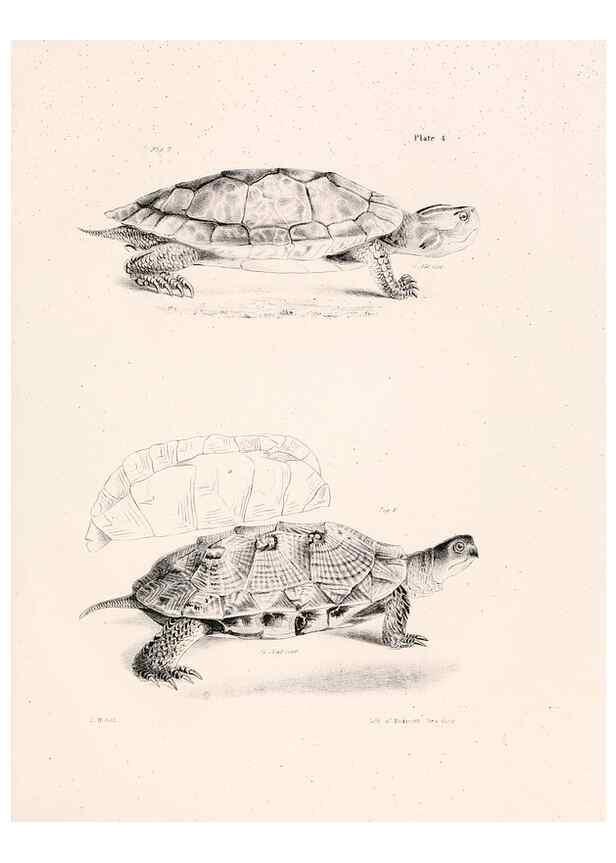 Reproducción/Reproduction 7190149271: Zoology of New York;. Albany :W. & A. White & J. Visscher :1842-44.