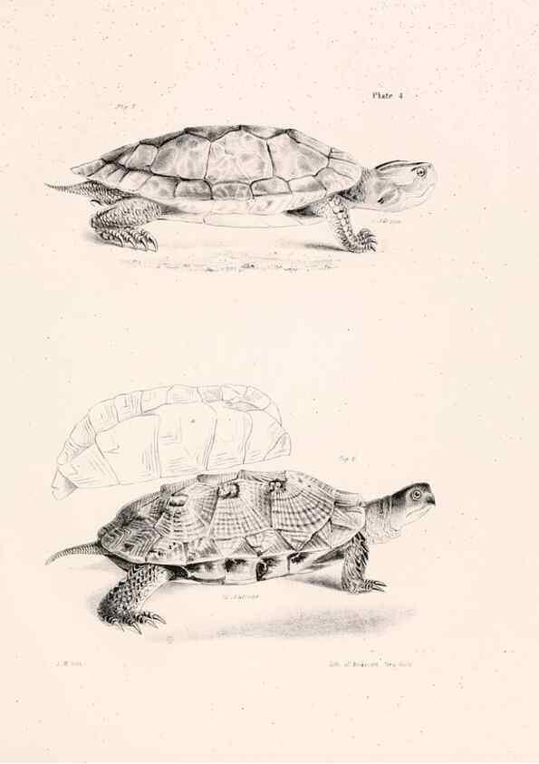 Reproducción/Reproduction 7190149271: Zoology of New York;. Albany :W. & A. White & J. Visscher :1842-44.