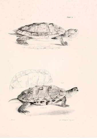 Reproducción/Reproduction 7190149271: Zoology of New York;. Albany :W. & A. White & J. Visscher :1842-44.