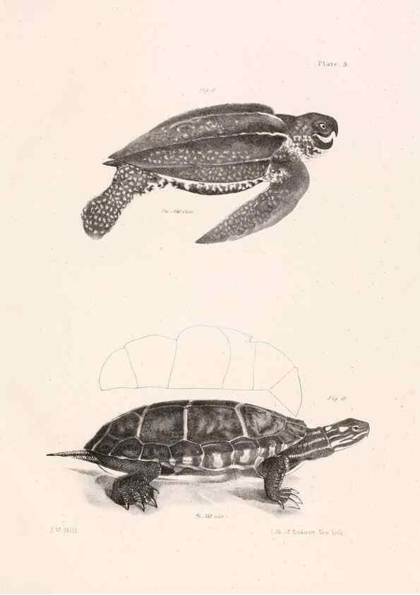 Reproducción/Reproduction 7190149901: Zoology of New York;. Albany :W. & A. White & J. Visscher :1842-44.