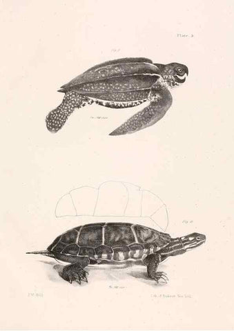 Reproducción/Reproduction 7190149901: Zoology of New York;. Albany :W. & A. White & J. Visscher :1842-44.