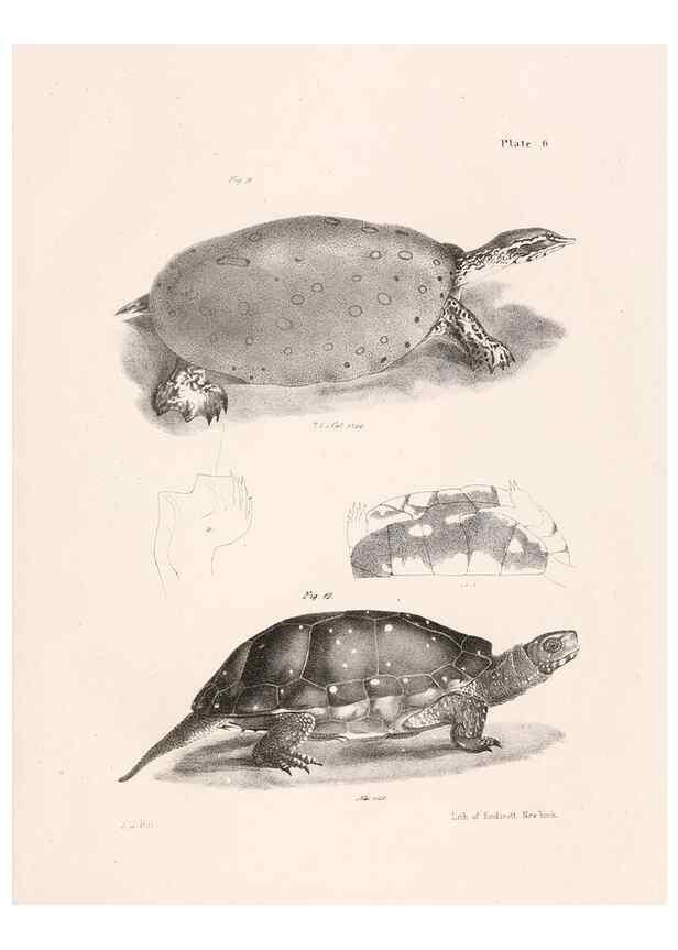 Reproducción/Reproduction 7375394408: Zoology of New York;. Albany :W. & A. White & J. Visscher :1842-44.